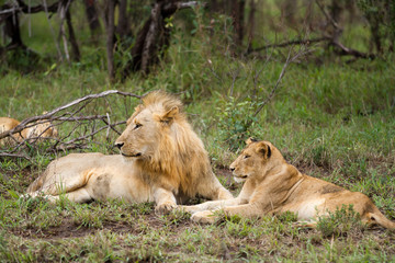 lions in kruger national park in south africa