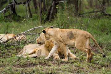 lions in kruger national park in south africa