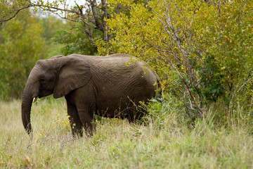 africa elephants in kruger national park