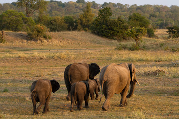elephants in kruger national  park in south africa