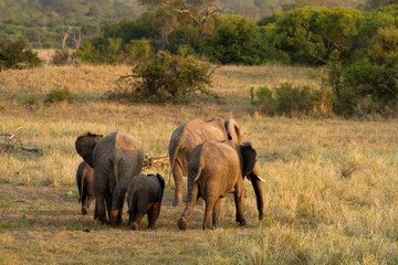 Obraz premium elephants in kruger national park in south africa