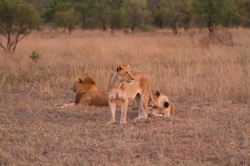 lions in kruger national park in south africa