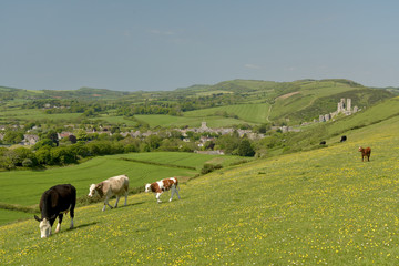 Naklejka premium Cows on ridge above Corfe Castle, Dorset
