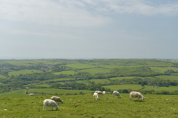 Fototapeta premium Sheep on ridge above Corfe Castle, Dorset