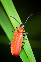 Scarlet lily beetle