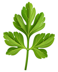 Parsley. Vector illustration.