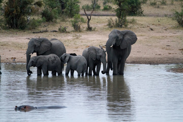 Naklejka na ściany i meble elephants in kruger park in south africa