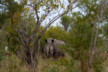 white rhinos walking in kruger national park in south africa this species is endangered