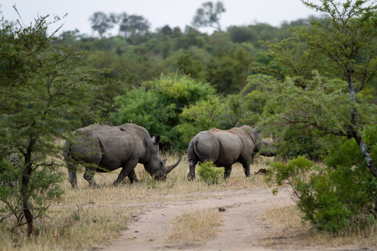 white rhinos walking in kruger national park in south africa this species is endangered