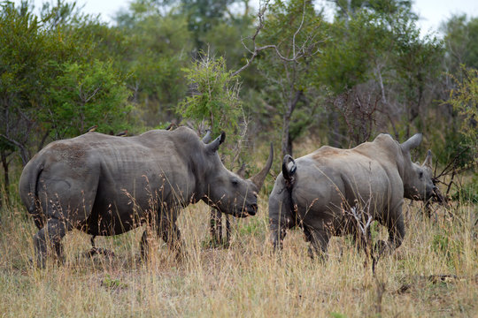 white rhinos walking in kruger national park in south africa this species is endangered