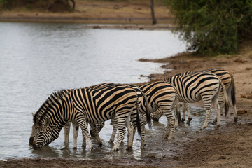 Obraz na płótnie Canvas zebra in kruger naional park in south africa