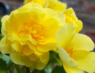 Yellow Flowers