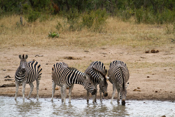 Fototapeta na wymiar zebra in kruger naional park in south africa