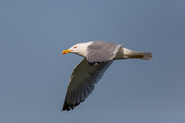 Portrait of flying yellow-legged gull (Larus michahellis) in blue sky