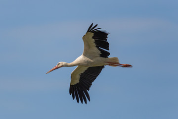Obraz premium Flying white stork (Ciconia ciconia) in blue sky