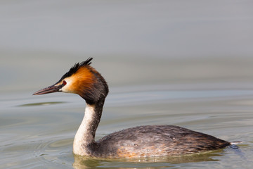 Side view of great crested grebe (podiceps cristatus) swimming