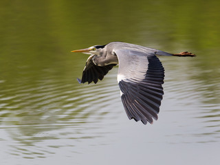 Portrait of grey heron (Ardea cinerea) in flight over water