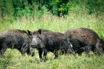 Wild boar family