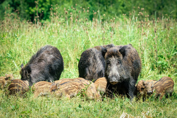 Wild boar family