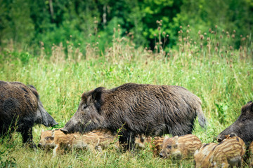 Wild boar family