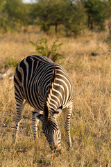 Obraz na płótnie Canvas zebra in kruger naional park in south africa