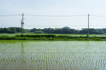 茨城県　取手市の水田３