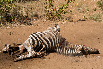 Naklejka na ściany i meble dead body of zebra in kruger national park