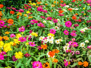 Obraz premium The zinnia flower a plant that is grown in gardens for its brigh