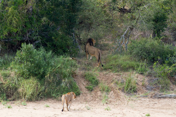 lions in the kruger national park