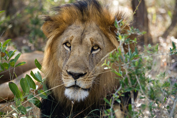 lions in kruger national park in south africa
