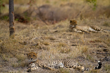 Fototapeta na wymiar cheetah in kruger national park