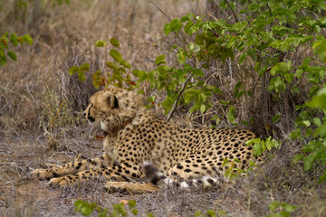 cheetah in kruger national park
