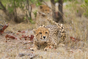 cheetah in kruger national park
