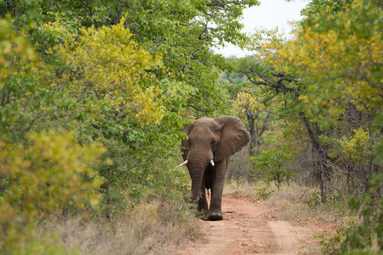 Fototapeta elephants in kruger national park in south africa