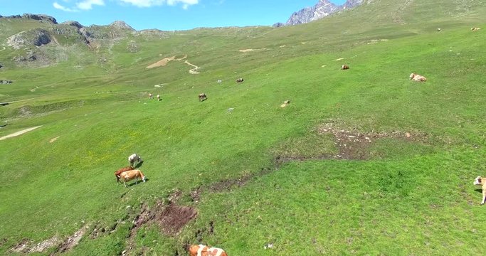 Aerial 4k - Val Viola (IT) - panoramica della valle con mucche al pascolo 