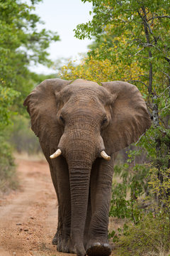 elephants in kruger national park in south africa