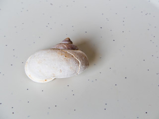 Fossil of Land snail shell