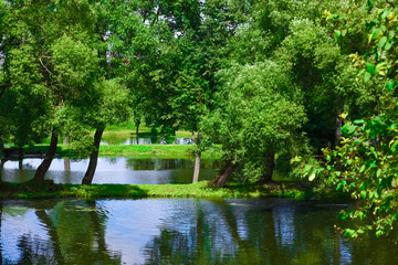 Obraz premium body of water in the park is overgrown mud
