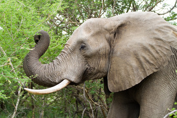 Fototapeta premium elephants in kruger national park in south africa
