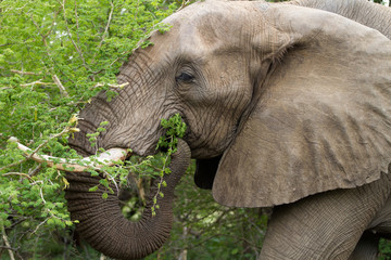 elephants in kruger national park in south africa