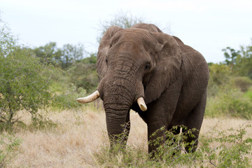 Obraz na płótnie Canvas elephants in kruger national park in south africa