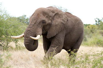 Fototapeta na wymiar elephants in kruger national park in south africa