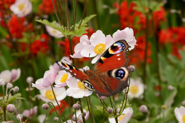 Schmetterling 196 © K.-U. Häßler
