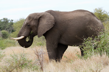 Fototapeta premium elephants in kruger park