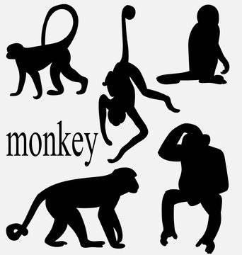 силуэт обезьяны
