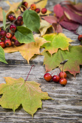 Autumn maple leaves and apples