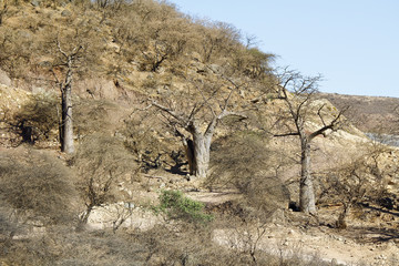 Baobabs in Jebel Samhan, Sultanate of Oman, nearby Salalah
