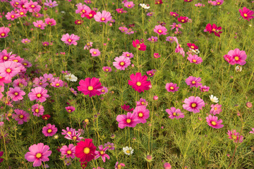 beautiful cosmos flowers field with sunset autumn landscape.