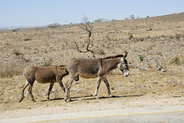 Wild donkeys -Equus asinus-, Sultanate of Oman, Middle East