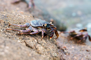 Krabbe auf Felsen